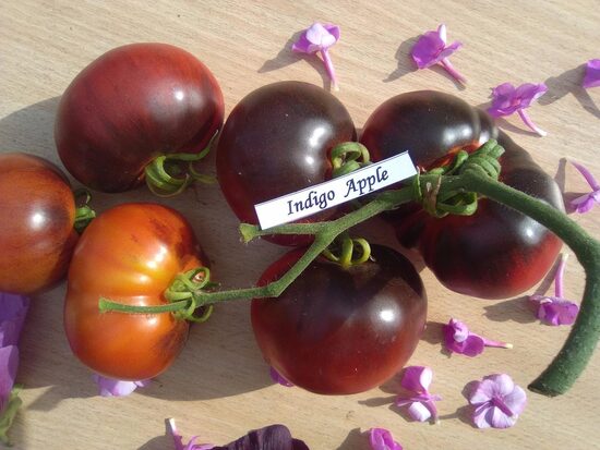 Индиго Яблоко